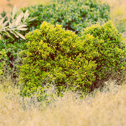 Alentejo Laranjeira