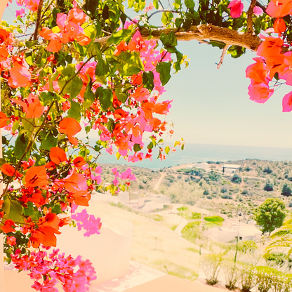 Algarve Wildflowers