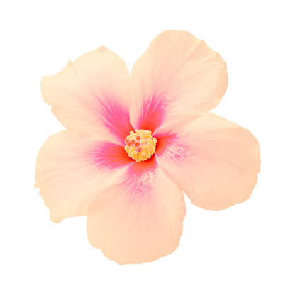 Montréal Hibiscus