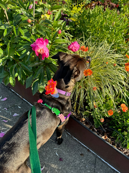 Best Friend Flower